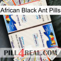 African Black Ant Pills kamagra1